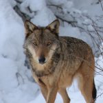 Esemplare di lupo in ambiente invernale 